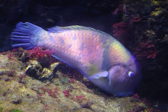 Scarbreast tuskfish in a fish tank