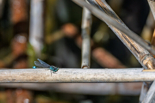 Demoiselle bleue isol&eacute;e pos&eacute;e horizontalement sur une tige de roseau sec en bord d'eau