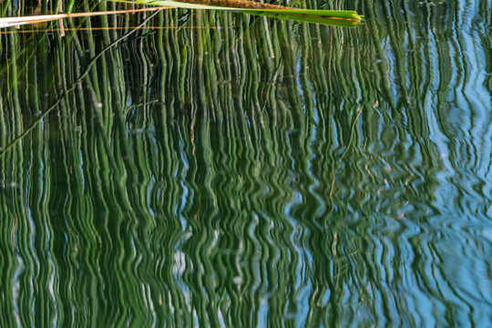 Reflets abstraits et ondul&eacute;s de roseaux verts &agrave; la surface de l'eau d'un &eacute;tang