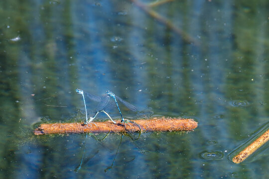 Accouplement de demoiselles bleues sur une tige de roseau au-dessus de l'eau calme d'un &eacute;tang