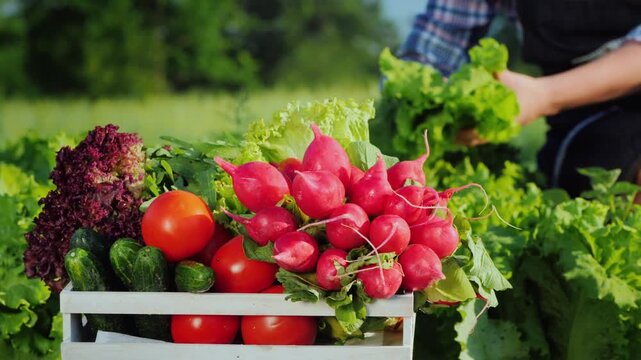 Farmer harvesting fresh organic vegetables in a sunny garden, preparing produce for sale.