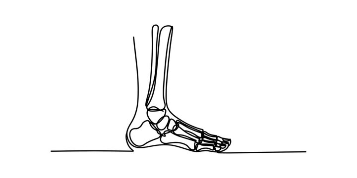 Anatomical illustration of the human foot and ankle bones in profile
