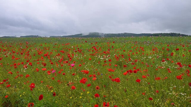 Roter Klatschmohn (Papaver rhoeas), und andere Wildblumen, Sommer, Germerode, Geo Naturpark Frau-Holle-Land, Hoher Meissner, Hessen, Deutschland