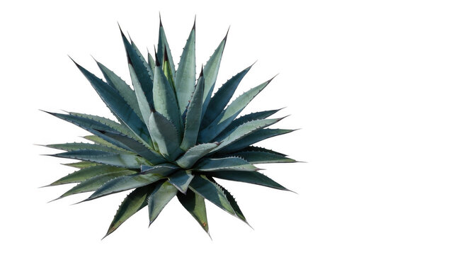 A single blue-green agave plant with sharp, pointed leaves arranged in a radial rosette pattern, isolated against a solid black background