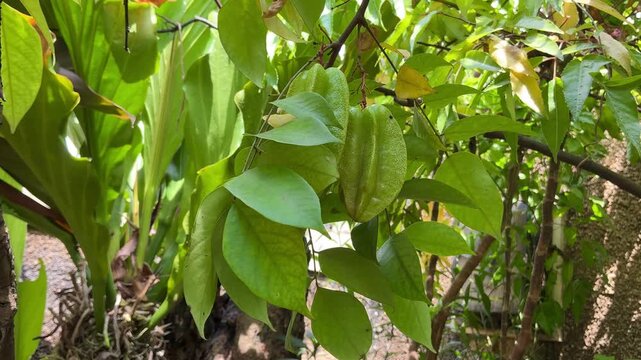 Closeup of Fresh Green Star Fruit on Tree, Tropical Agriculture 4K Footage