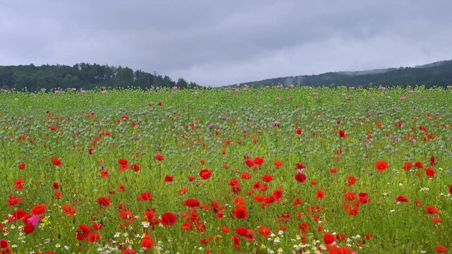 Roter Klatschmohn (Papaver rhoeas), und andere Wildblumen, Sommer, Germerode, Geo Naturpark Frau-Holle-Land, Hoher Meissner, Hessen, Deutschland