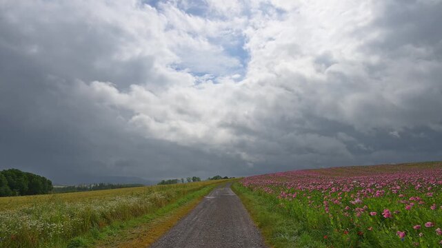 Ein Feldweg, anliegend ein Schlafmohnfeld (Papaver somniferum), und Getreidefeld, unter einem bew&ouml;lkten Himmel, Sommer, Germerode, Geo Naturpark Frau-Holle-Land, Hoher Meissner, Hessen, Deutschland