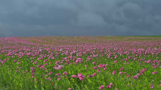 Schlafmohn (Papaver somniferum), Sommer, Germerode, Hoher Mei&szlig;ner, Werra-Mei&szlig;ner-Kreis, Hessen, Deutschland