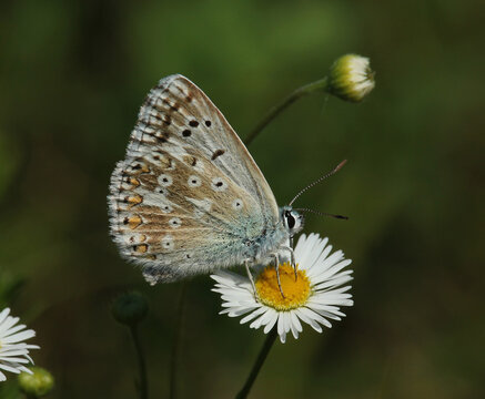 The chalkhill blue (Lysandra coridon)