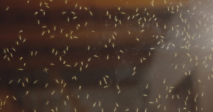 Mosquito swarm at summer on the glass