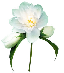 Obraz premium Jasmine flower on isolated background with clipping path. Closeup. For design. Transparent background 