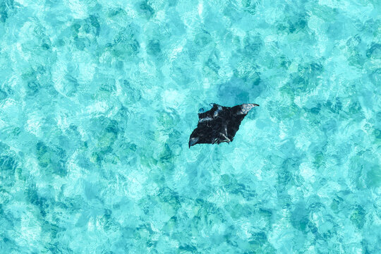 Aerial view of a manta ray swimming through crystal clear turquoise water with gentle ripples Vashafaru, Haa Alif Atoll, Maldives.