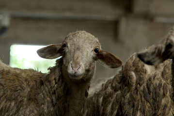 Closeup portrait of a sheep in a farm barn © RifaldiMuhammadSalim