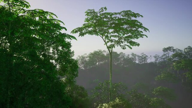 Solitary emergent tree silhouetted against clear sky, layered canopy receding into atmospheric distance with cool twilight tones composition emphasizes