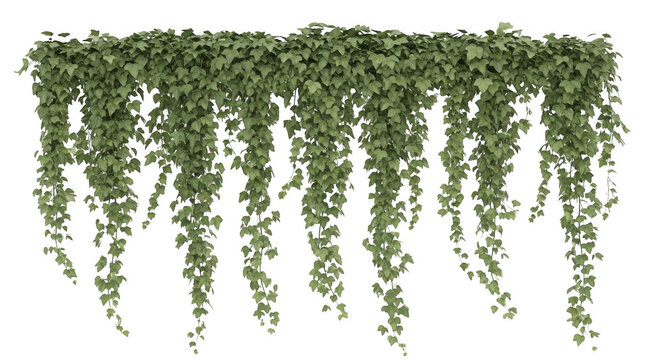 A horizontal arrangement of lush green ivy vines hanging downwards, isolated on a solid black background, for easy compositing, and use