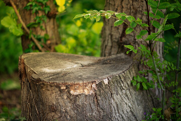 Fototapeta premium Natural tree stump in green forest with copy space for product presentation, eco branding or advertising mock up. Rustic wooden surface for natural background and outdoor display.