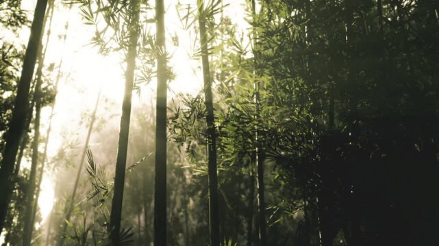 Ambient green therapy bamboo atmosphere with gentle sunlight and misted air, healing vibe and restorative scene tailored for wellness, spa, biophilic design