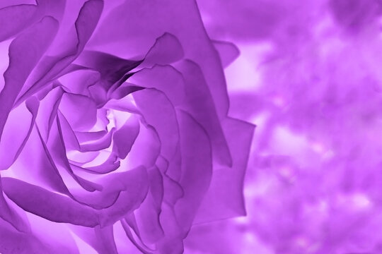 Abstract Purple flowers rose invert colour and leaves in the garden.