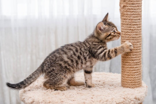 A cute little brown tabby kitten scratching a scratching post