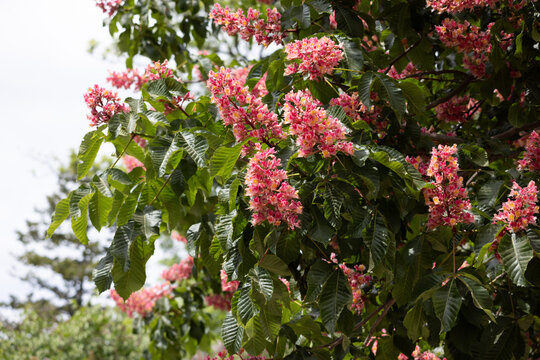 Blooming pink flowers hang from lush green branches. Bright petals contrast with deep green leaves. Soft sky background enhances natural beauty. Ideal for spring or garden themes