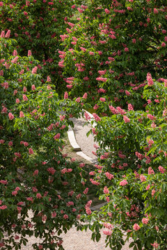 Lush green trees frame a gravel path. Pink blossoms bloom among vibrant leaves. Sunlight filters through dense foliage. Nature's quiet beauty invites exploration