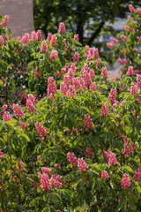 Obraz premium Pink blossoms adorn a flowering tree. Green leaves surround the vibrant blooms. Sunlight filters through the dense foliage. Natural beauty captured in a garden setting
