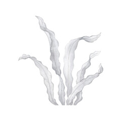 Watercolor illustration of grey seaweed isolated on white background. Hand drawn marine underwater plant element clipart for ocean design, aquarium projects, beach-themed branding and nature decor.  © Natalia