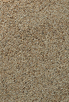 Dry amaranth grains in big pile on table close up. Large amount of yellow amaranth grains