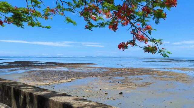 Scenic pan of coastal view overlooking ocean at low tide on a sunny day with blue sky and red flowers on tree