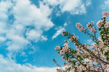 Fototapeten Blau Low angle view of beautiful pink cherry blossoms blooming against vibrant blue sky with white clouds, spring season nature background.  © Medi CH