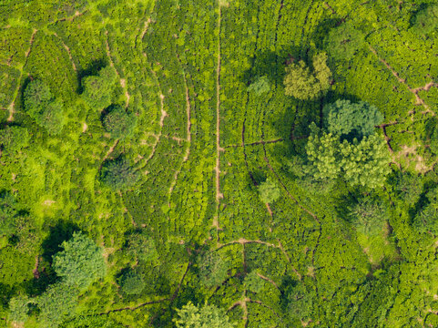 Aerial view of lush green tea gardens with neatly arranged rows of bushes and scattered trees in Sreemangal, Sylhet Division, Bangladesh.