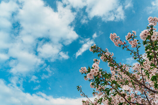 Low angle view of beautiful pink cherry blossoms blooming against vibrant blue sky with white clouds, spring season nature background.