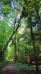 Fototapeta premium Falling tree hovered menacingly over serene forest path with green trees and sunlight filtering through foliage 