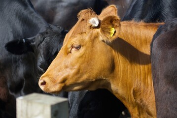 Side profile portrait of a golden brown Guernsey or Jersey dairy cow in a bright sunny pasture. © Pixcision