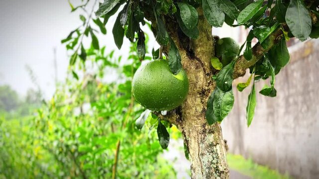 Green Citrus Fruit on a Branch: A vibrant green citrus fruit hangs heavily from a thick, mossy branch, surrounded by lush foliage, with droplets of water suggesting a recent rain.