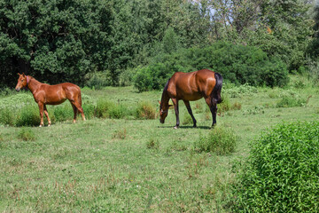 Obraz premium Two horses are grazing at the edge of the forest.