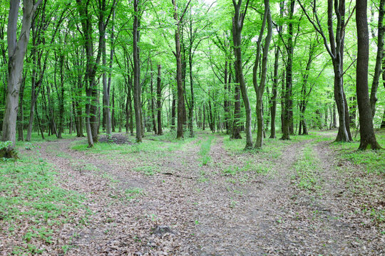 Old forest paths diverge in different directions at a spacious crossroads in the middle of a dense green woodland. Tall trees are covered with fresh spring foliage, creating a picturesque natural cano