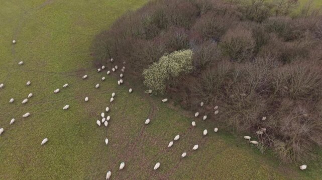 Aerial photo showing farmland fields across countryside terrain with sheep