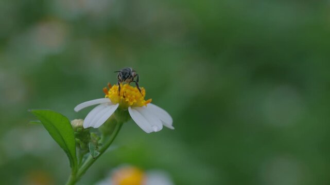 Bees on a chamomile flower.