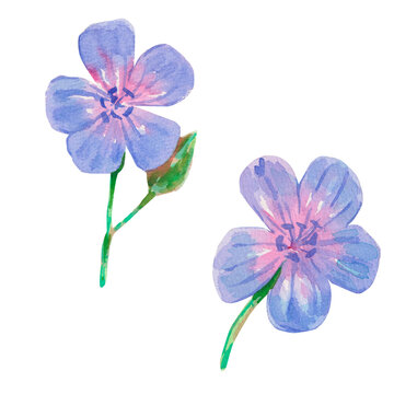 Watercolor illustration of two meadow geranium flowers with lilac blue petals, purple veins and green stems isolated on white background. Hand painted botanical clipart for wedding and nature decor