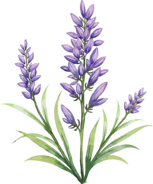 Watercolor illustration of lavender plant with purple blooms and delicate leaves.
