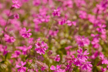 Obraz premium landscape with beautiful flowers in the park in different colors on a sunny day in May