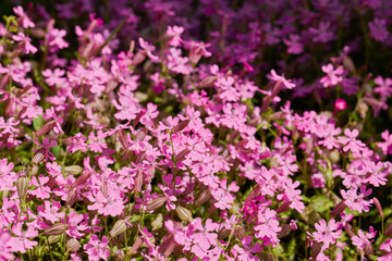 Obraz premium landscape with beautiful flowers in the park in different colors on a sunny day in May