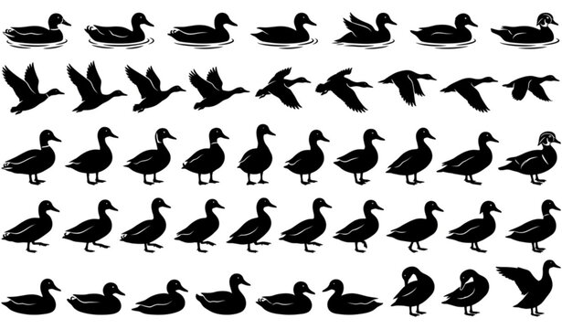 : Black duck silhouette vector set with isolated waterfowl bird illustrations