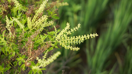 Fototapeta premium Photo of old basil flowers.