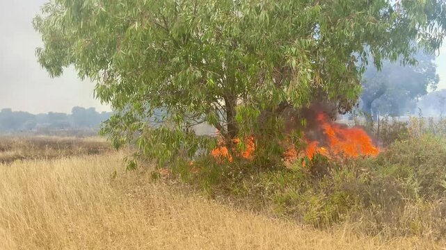 Fuego sin control en zona forestal 