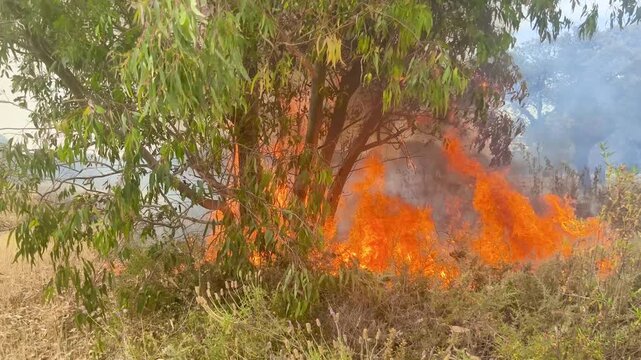 Llamas de incendios con sonido crujiente 