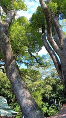 Fototapeta premium Big tree
