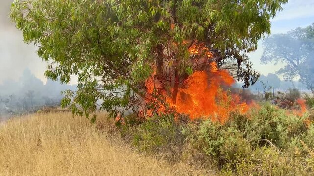 Desastre natural por fuego en masa forestal.