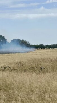 Cig&uuml;e&ntilde;as y aguilas buscan animales que huyen del fuego para comer